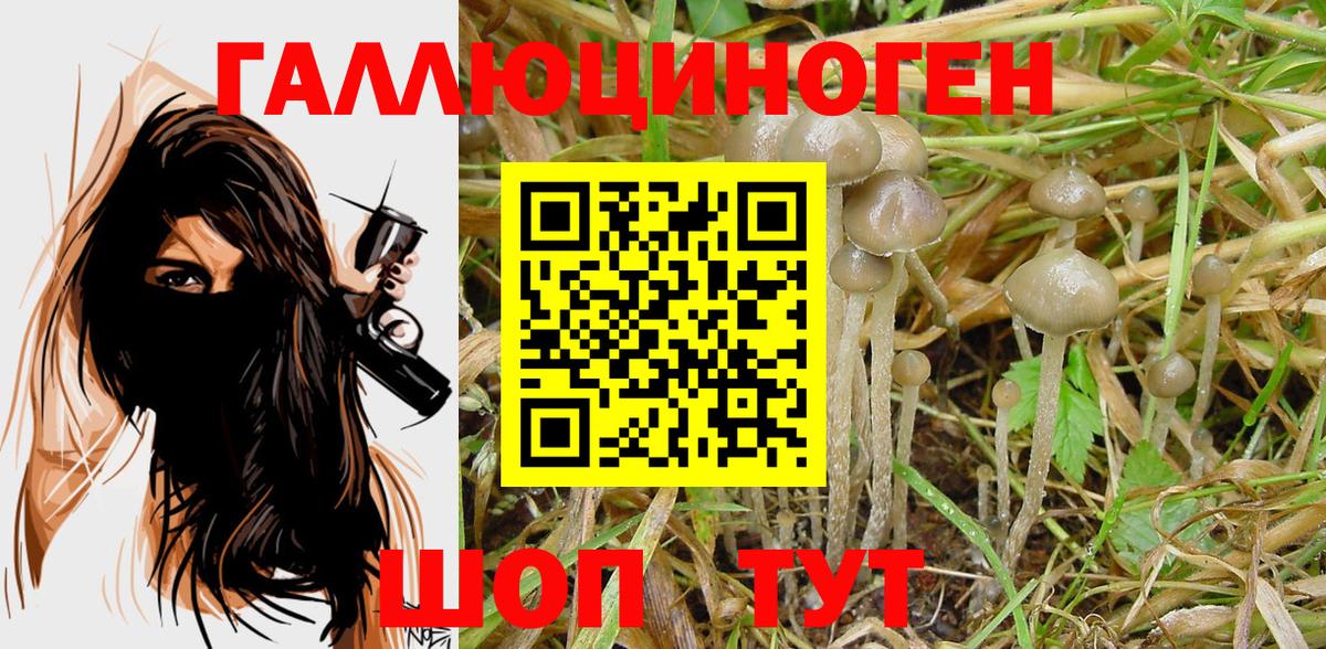 купить закладку  Белорецк  Псилоцибиновые грибы GOLDEN TEACHER 